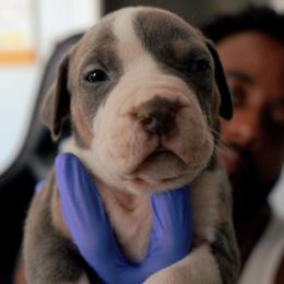 American Bully Puppies from EastSideMarky