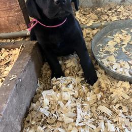 Labrador Retriever Puppies from J and D Retrievers