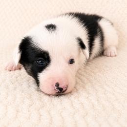 Spencer - Male - Black and white male Border Collie puppy in Avery, Texas from Willa Creek Border Collies