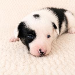 Spencer - Male - Black and white male Border Collie puppy in Avery, Texas from Willa Creek Border Collies
