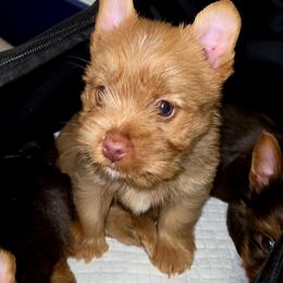 Maltese and Yorkshire Terrier Puppies from TLC Kennels TenderLittleCuties