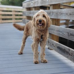 Goldendoodles from Transformation Acres Goldendoodle