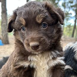Betty Lou - Red tri-color female Australian Shepherd puppy in Bailey, Colorado from Silverheels Australian shepherds