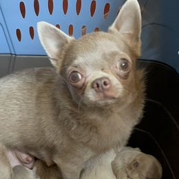 Gray - Chihuahua