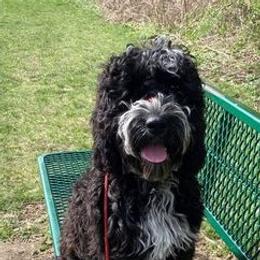 Cockapoo and Poodle All Grown Up from Big Bang Poodles & Doodles