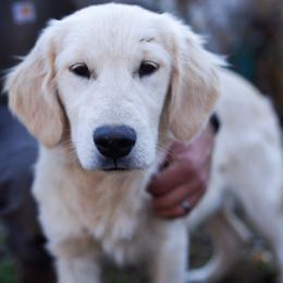 Sunday - Golden Retriever