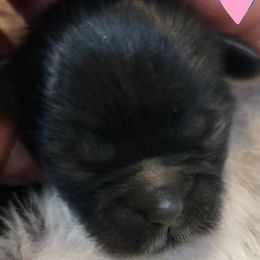 Windee - Brindle female Shih Tzu puppy in Kernersville, North Carolina from SweetTee's Shih Tzus LLC