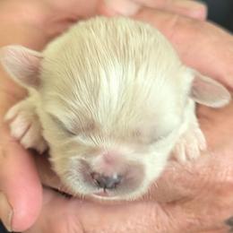 Kimba - Cream female Lhasa Apso puppy in Fort Worth, Texas from Cynthia's Lhasa Apsos