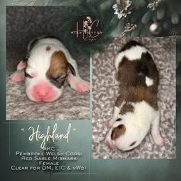 Highland-Mismark - White and red female Pembroke Welsh Corgi puppy in Benton, Arkansas from High Cotton Corgis