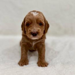 Cubby boy - Apricot male Goldendoodle puppy in Rio Linda, California from Plush Doodles