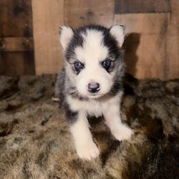 Boy 2 - Black and white male Siberian Husky puppy in Solon Springs, Wisconsin from Werpstead Shorties