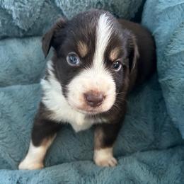 Ranger - Red tri male Miniature Australian Shepherd puppy in Greensboro, North Carolina from Mike & Josh- Small Mini/Toy Aussies