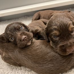 English Cocker Spaniel Puppies from Rock Moss Farm and Kennel