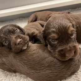 English Cocker Spaniel Puppies from Rock Moss Farm and Kennel