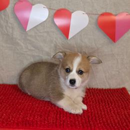 Mr. Perry Red Collar - Sable male Pembroke Welsh Corgi puppy in Grass Valley, California from Triple M Ranch Corgi's