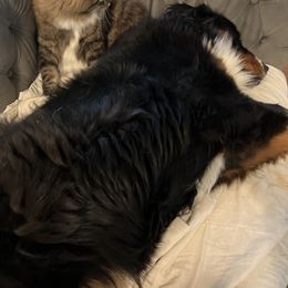 Bernese Mountain Dog and Pembroke Welsh Corgi All Grown Up from Concerto Corgis