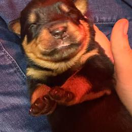 Boy 3rd pick - Black and mahogany male Rottweiler puppy in Fredericktown, Missouri from Obsessions Rottweiler