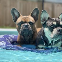 Roux - French Bulldog