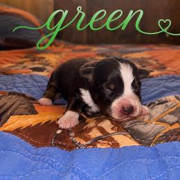 Green - Red tri female Miniature Australian Shepherd puppy in Arizona from Country Charm Mini Aussies