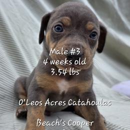 MALE - 3 - Yellow merle male Catahoula Leopard Dog puppy in Perry, Florida from O'Leos' Acres Catahoulas