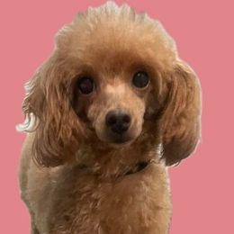Sophie - Poodle
