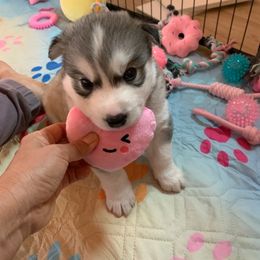 Siberian Husky Puppies from Canace Siberians