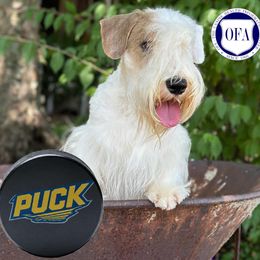 Puck - Sealyham Terrier