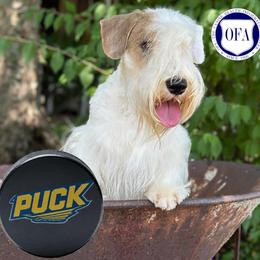 Puck - Sealyham Terrier