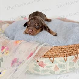 Rue - Chocolate and tan female Dachshund puppy in Greenville, North Carolina from The Gorman Farms