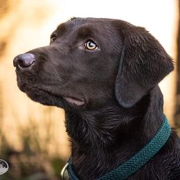 Mya - Labrador Retriever
