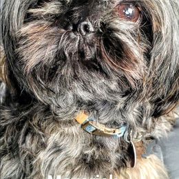 Maverick - Shih Tzu