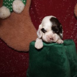 Glinda - Brown and white female Cocker Spaniel puppy in Hickory, North Carolina from Home Grown Cocker Spaniels