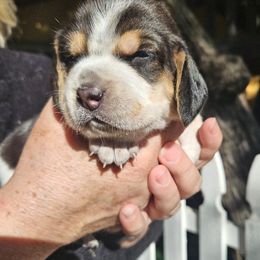 Boy 1 - Black tan and bluetick male Beagle puppy in Santa Margarita, California from S&R Ranch