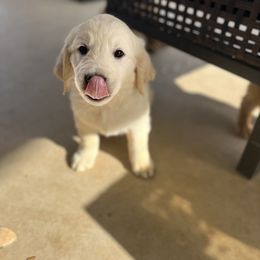 Golden Retriever Puppies from Sunshine Mountain Retrievers