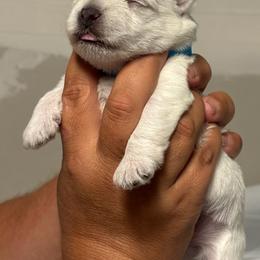 Andor - White male West Highland White Terrier puppy in New Orleans, Louisiana from Amazing Grace Westies