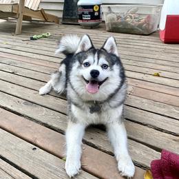 Percy - Pomsky