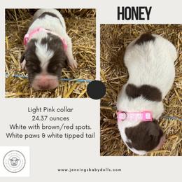 Honey - White female Karakachan puppy in Marengo, Ohio from Jennings Farm