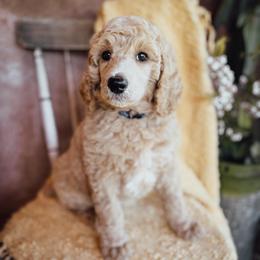 Benny - Cream male Poodle puppy in Detroit Lakes, Minnesota from Pickerel Pups