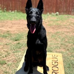 Shadow - Black male Belgian Malinois puppy in Chico, Texas from North Texas Working Malinois
