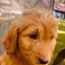 Goldendoodles from Kim’s Doodles