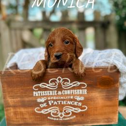 Goldendoodle Puppies from Glamorous Golden Doodles