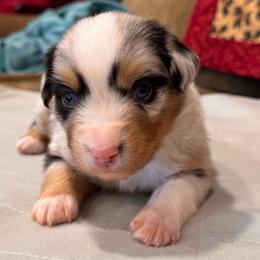 Biscuit - Blue merle male Miniature Australian Shepherd puppy in Athol, Idaho from Northern Aussies