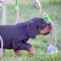 Boy 1 - Black and tan male Gordon Setter puppy in Gordonville, Pennsylvania from Blue Ribbon Setters