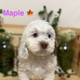 Maple - Brown and white female Cockapoo puppy in Orem, Utah from Paradise Cockers