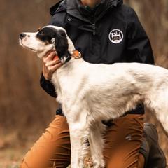 English Setters from Lindsey's English Setters