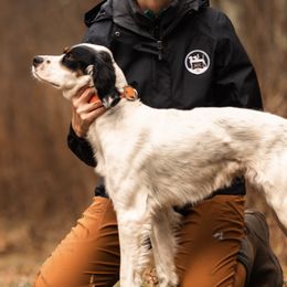 English Setters from Lindsey's English Setters