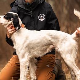 English Setters from Lindsey's English Setters