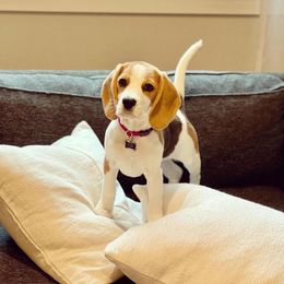 Cleo - Tan and white female Beagle puppy in Texas, Texas from Beagles For Home