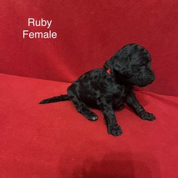 Poodle Puppies from Petal Poodles