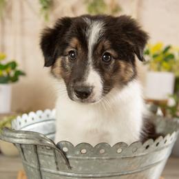 Atlas - Black and white male Border Collie puppy in Conway, Missouri from 2J 2K Border Collies | Maremma Sheepdogs